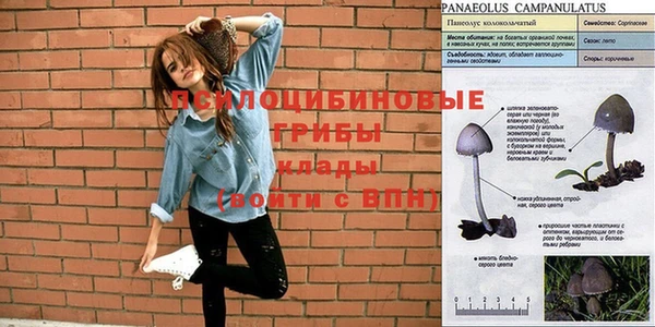 ПСИЛОЦИБИНОВЫЕ ГРИБЫ Горно-Алтайск
